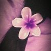 sinthia1_0