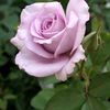 souha9684