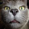 petfunnytime