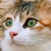 mir..🌙’s caTs😻