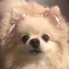 hanako_kokeshiz