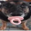 iikahyy