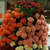 user8147460627327
