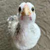 angel_brothersluvs