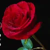 user4606095787207
