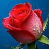 rekha.islam681