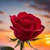 jeylaani.maxamed33