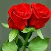 user26181510825242