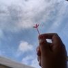 luis.cercado1
