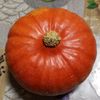 gourd2249