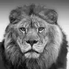 rajesh.chander7