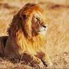 africananimal4