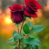 abir.ayad6