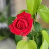 mmshm1122