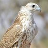 albarakati3