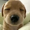 gia_bao_hay_ho