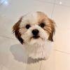 mochi.gurl04