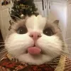 kittyreview2