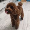 nikki_toy_poo