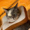 bilintinascats