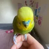 alfiethebudgie