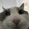 meow30413