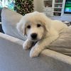 stanleythegreatpyr