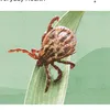 Ticlice