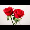 ter_sayang.87