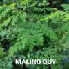 maling_guy