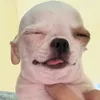 cuadayzchuai