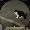 にげ