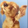 dimarconi99