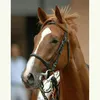 orfevre23