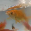 bokbokboksahuuuuur