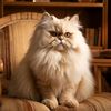 meowmode19