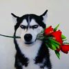 riskadian_22