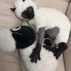 sullkitrxxx