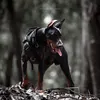 dobermann_urhos