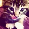 ilove_dogs456