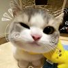 kucing_hilangz