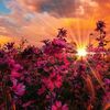mariam.saad903