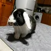 celiamolina_5