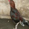 fiaz.ahmed9693