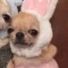whoisdoggod