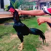 budi.setiawan5502