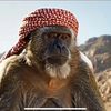 megorilla8