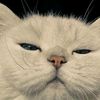 miau3578