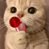 .cy_yonix