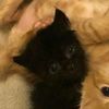 yousuf.likes.cats